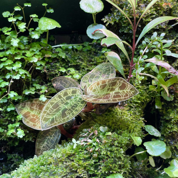 Macodes Petola | Juwelorchidee 2 - 4 Pflanzen - In Vitro