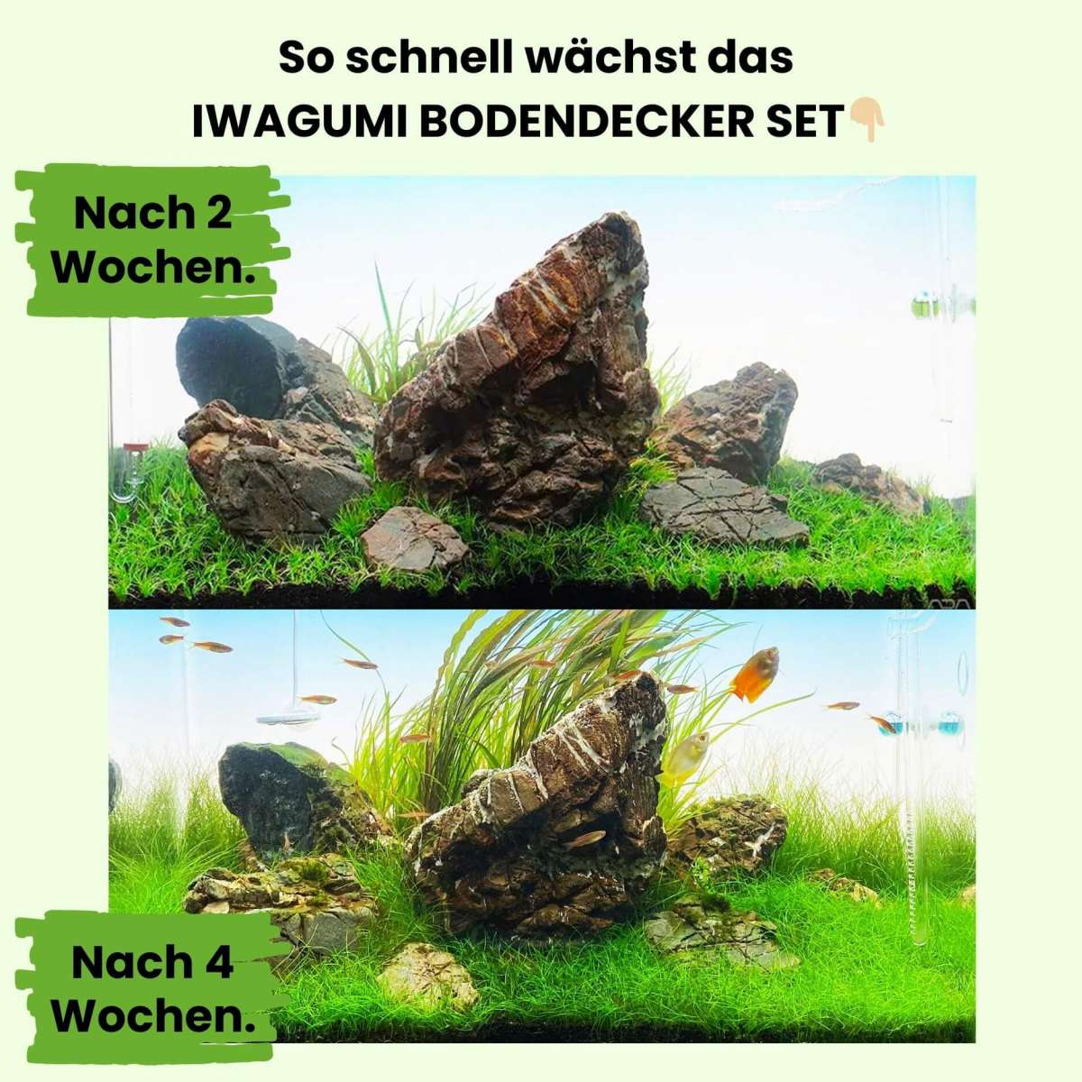 How to: jouw aquascape aquarium snoeien en schoonmaken - Pets Place How to: jouw aquascape aquarium snoeien en schoonmaken - Pets Place