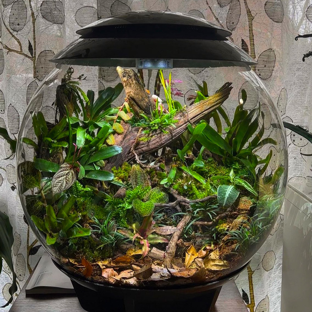 Oase biOrb AIR 60 | Automatisches Pflanzenterrarium | Garnelen-Guemmer