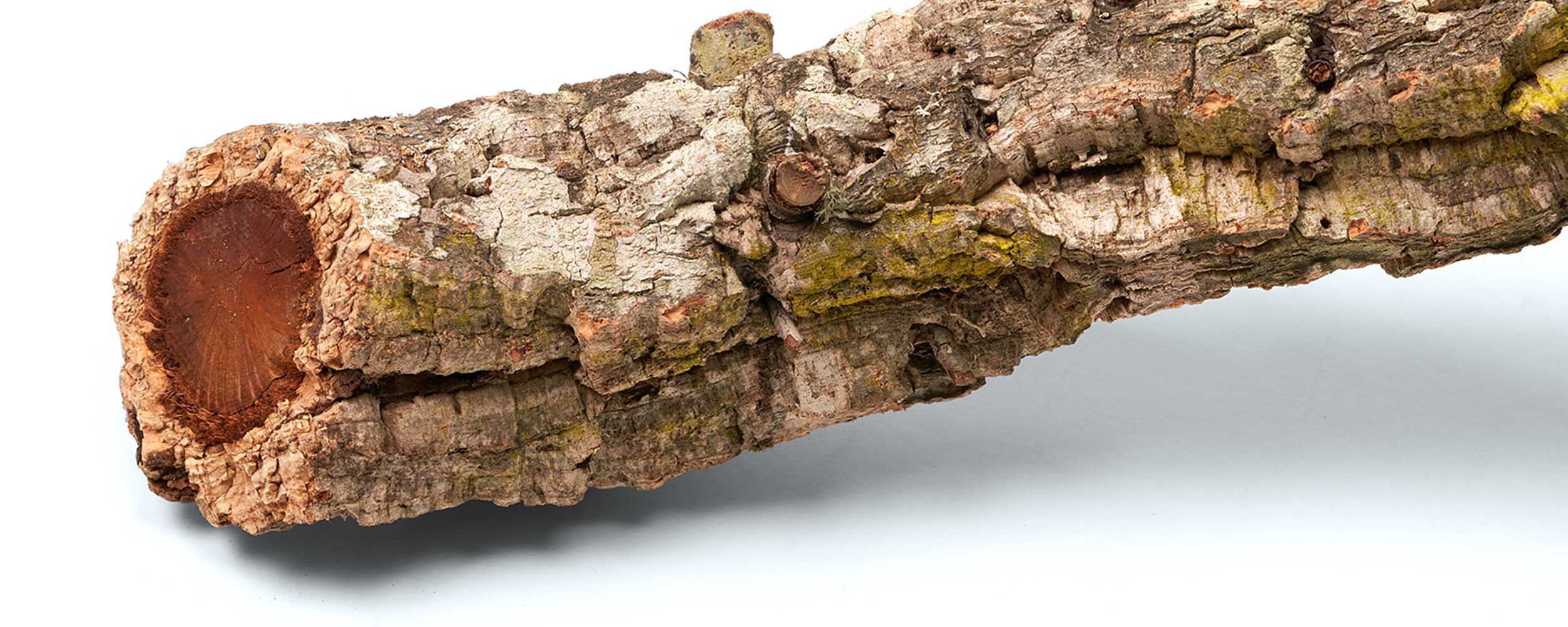 Korkäste im Detail 