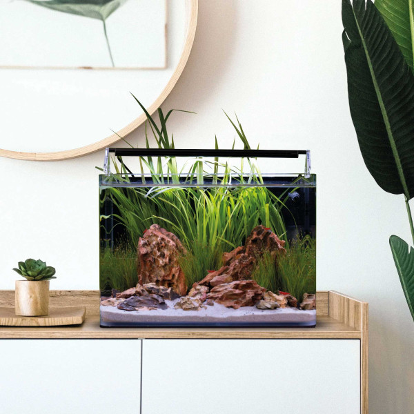 Dennerle Nano Tank Basic 25 Liter Maße eingerichtet