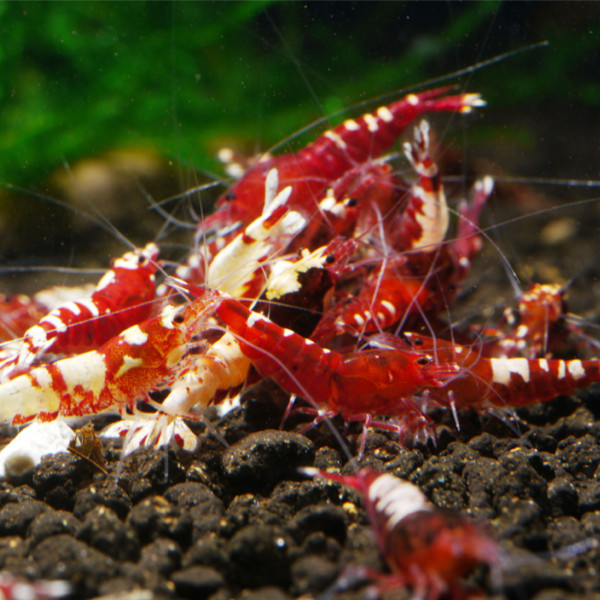 Pinto, Galaxy, Fishbone Backline MIX 10er Gruppe rot