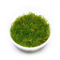 Vesicularia montagnei | Christmas Moos, Weihnachtsbaum Moos - in vitro