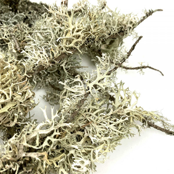 WIOdecor-Linchen | LICHEN BRANCHES - 100g - 5-30cm | Flechten
