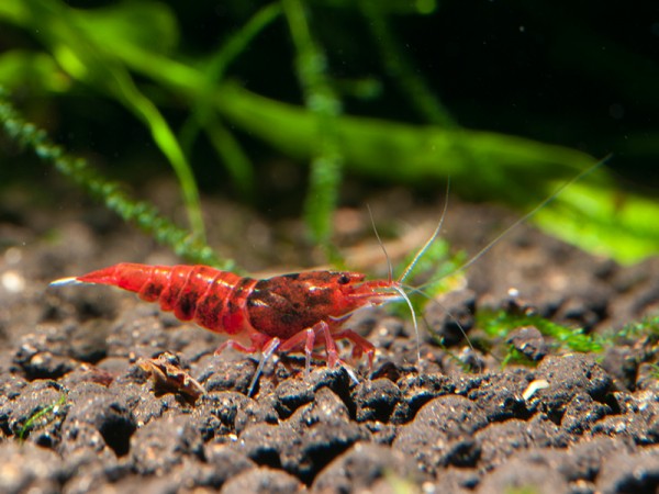Red Diamond | Extreme Ruby - Taiwan Bee