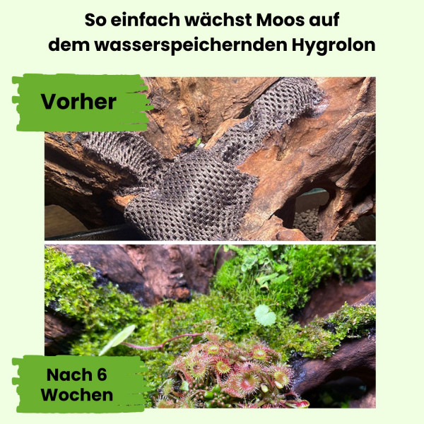 Hygrolon | Wasserspeicherung im Wabi-Kusa und Terrarium