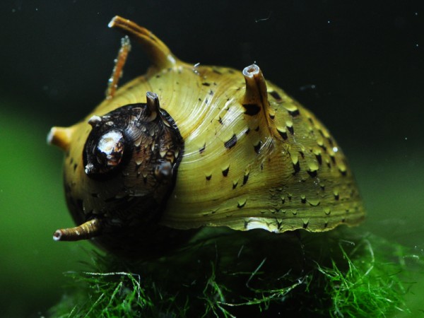 Geweihschnecke Grün | Clithon corona