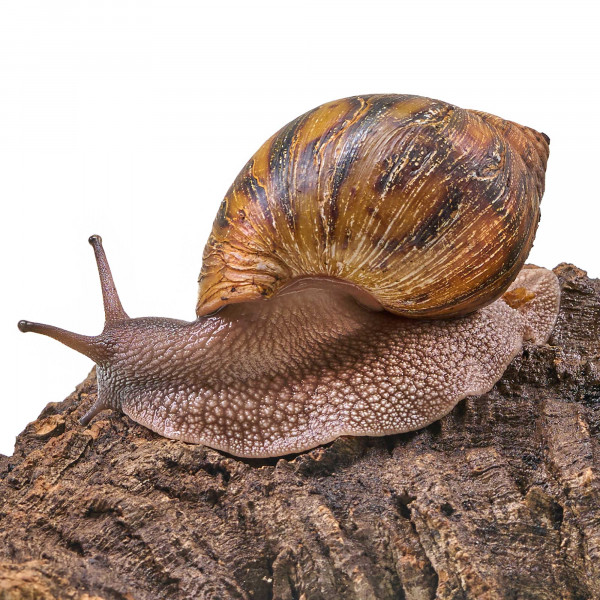 Achatina achatina Schnecke (Jungtiere ca. 3-6cm) | 1 Stk. - DNZ