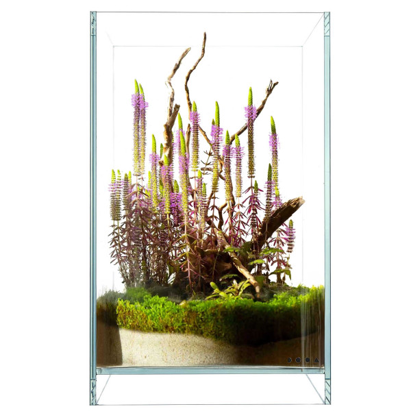 USCAPE Wabi-Kusa Erectus Forrest - Flaschengartenset