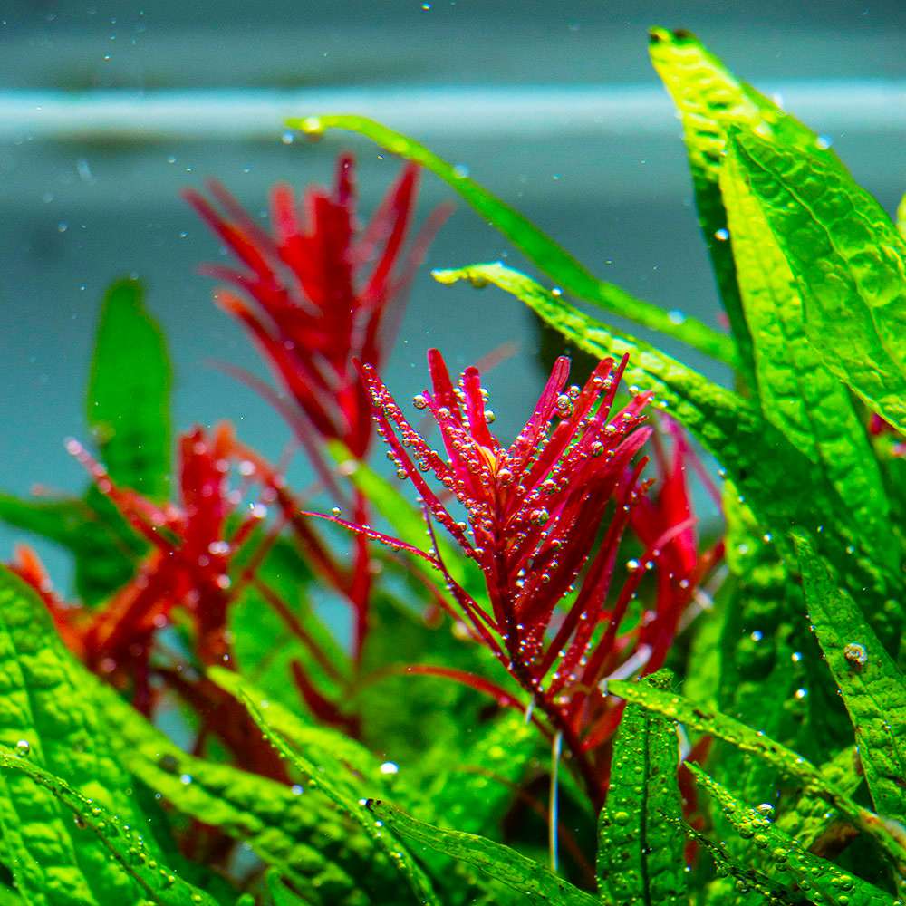 Künstliche Wasserpflanze Mit Herzförmigen Blättern – Aquariendeko, Weinrot, Aus Umweltfreundlichem Kunststoff – Realistisch, Standsicher, Für Süß- & Meerwasser Unterwasserpflanze Weinrot