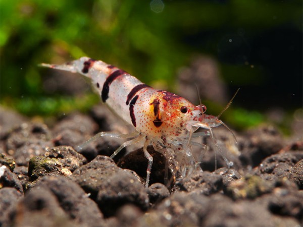 Waschbär-Garnele - Caridina sp. Raccoon