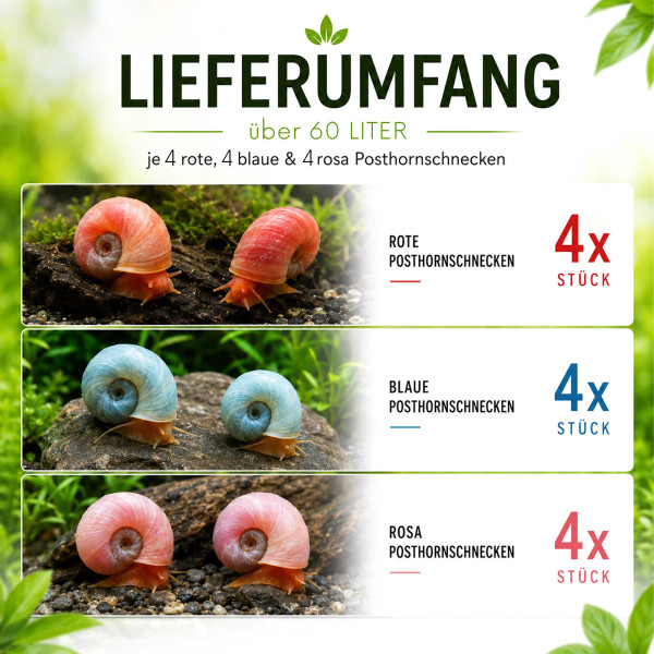 Bunter Posthornschnecken Mix Rot, Blau & Rosa Lieferumfang über 60 Liter