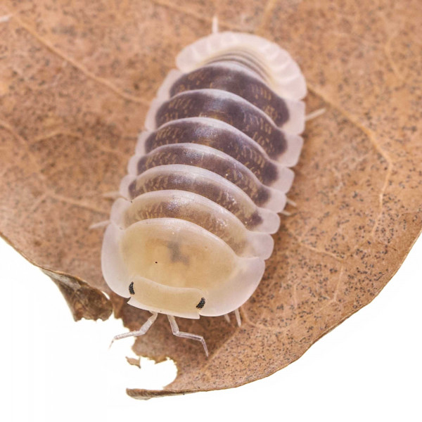 Cubaris sp. "Jupiter" Assel - DNZ