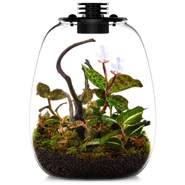 Bioloark Juwelorchideen Flaschengarten Terrarium Set