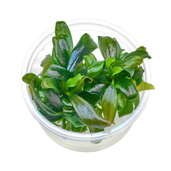 Bucephalandra sp. "Serimbu Brown" - Baby Plant Mini-Ableger