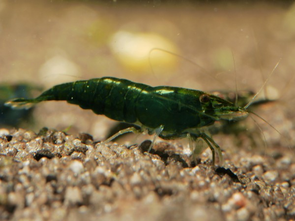 Dark-Green-Jade-1