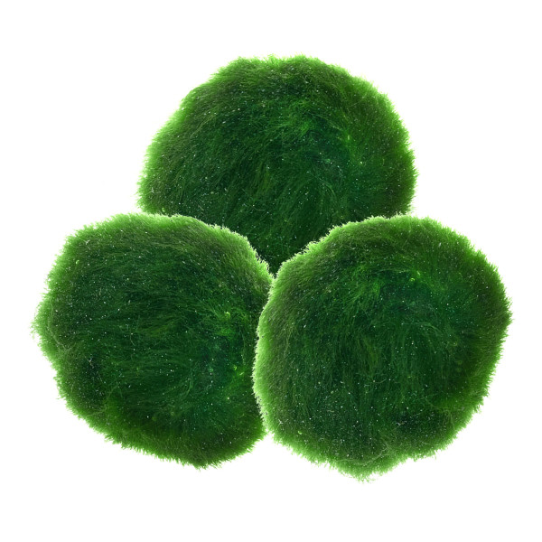 Mooskugeln fürs Aquarium | Natürliche Mini-Moosbälle - 10 Stück