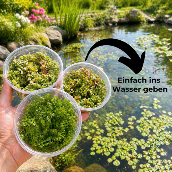 Teich- & Schwimmpflanzen Set | Schnelle Hilfe gegen Algen im Teich & Aquarium