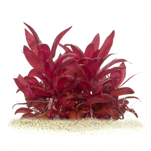 alternanthera reineckii pflanze für diskus