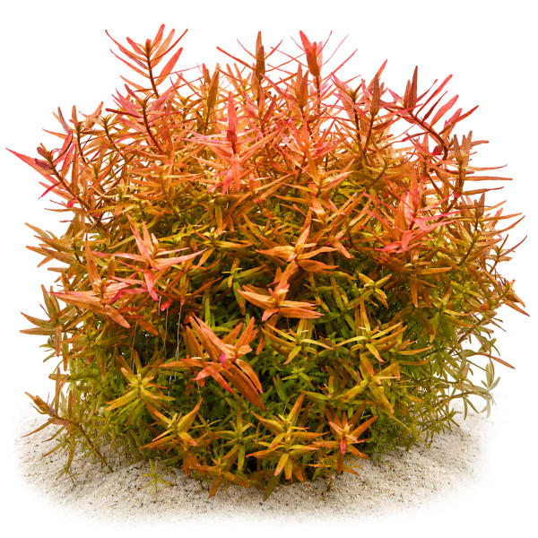 Rotala rotundifolia "Orange Juice" gewachsen im Aquarium
