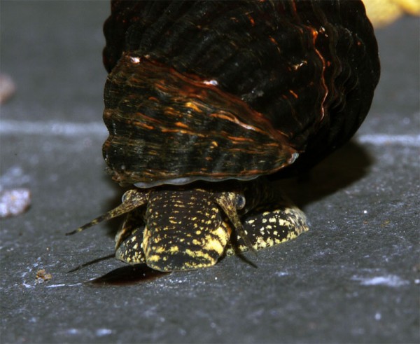 Tylomelania spec. mini yellow spotted - Rarität