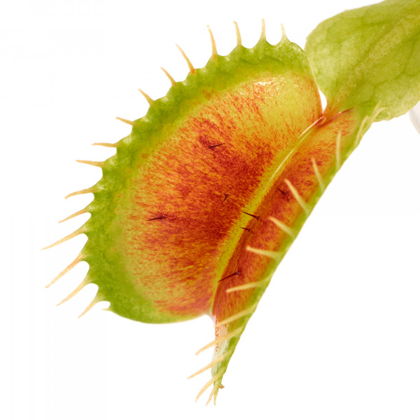 dionaea muscipula nahaufnahme