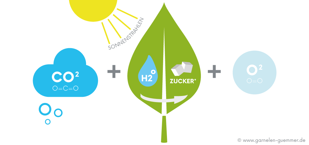 93 Pflanzen Die Viel Co2 Aufnehmen Max Bach