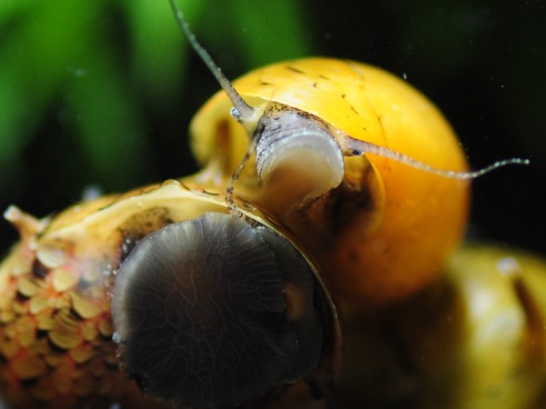 Geweihschnecke Tricolor | Clithon sowerbyana