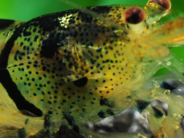 Caridina mariae - Tigergarnele
