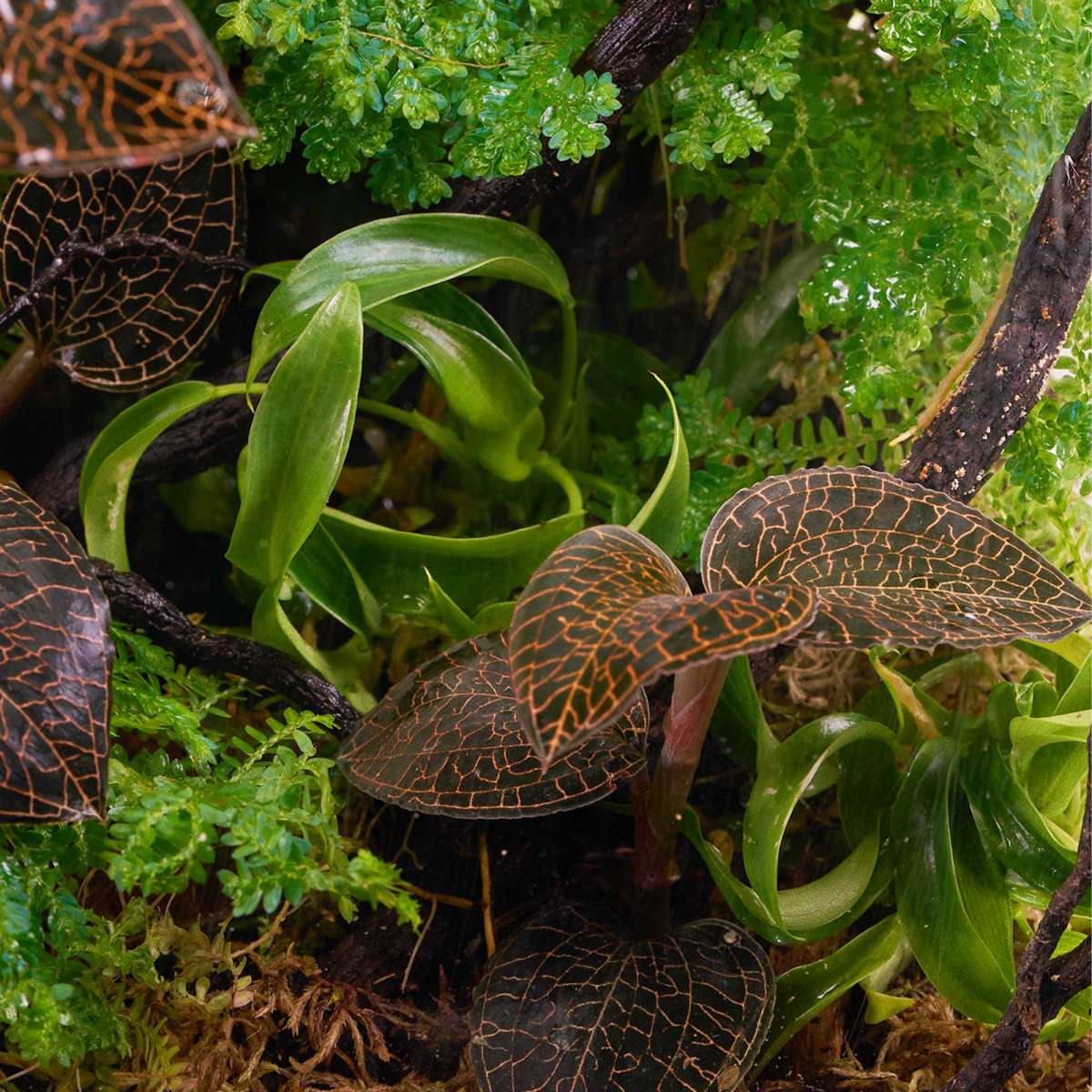 Philodendron Mini Midget | Mini Baumfreund (Terrariumpflanze) - in vitro | Wabi-Kusa Pflanzen | Pflanzen | Wabi-Terra Welt