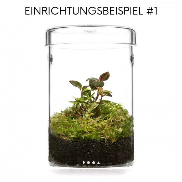 Wabi Kusa Komplett Set Einrichtungsbeispiel 1