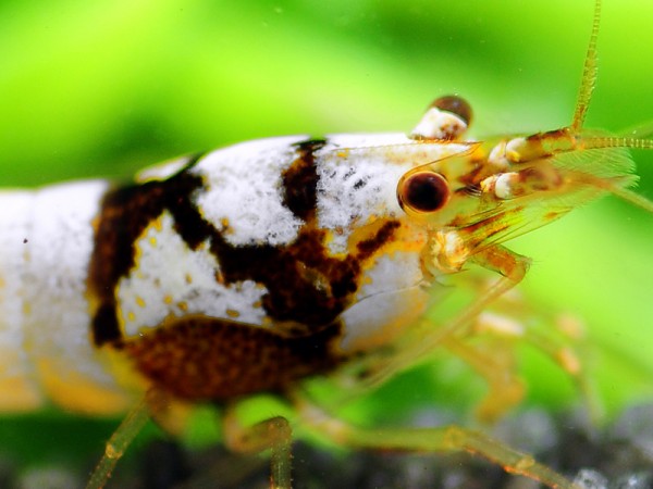 Spotted Head Pintomischlinge