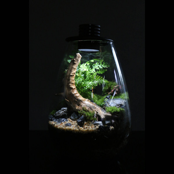 Bioloark Bio Bottle SD | Mini Terrarium
