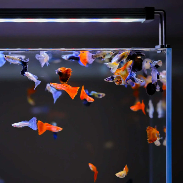 Twinstar B-Line III | Aquarium RGB LED