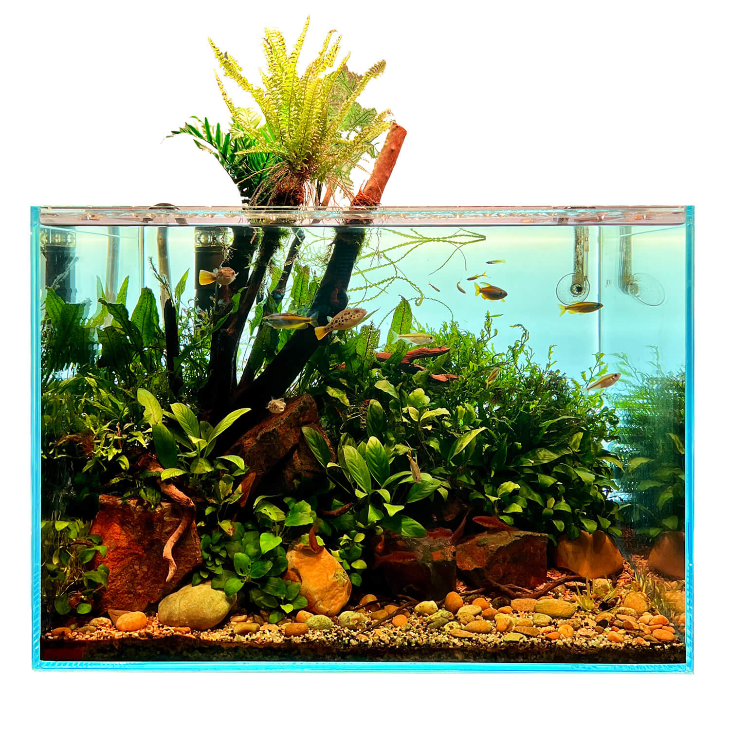 Afrika Aquarium Pflanzen Set kaufen | 60 - 150l | Garnelen-Guemmer