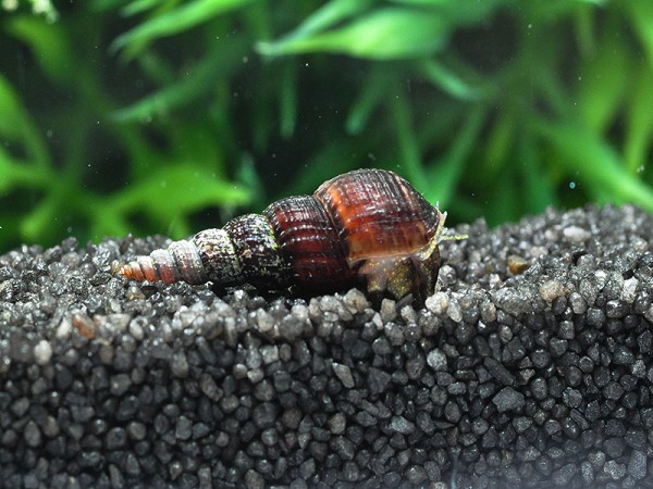 Schwarze Turmdeckelschnecke | Melanoides maculata