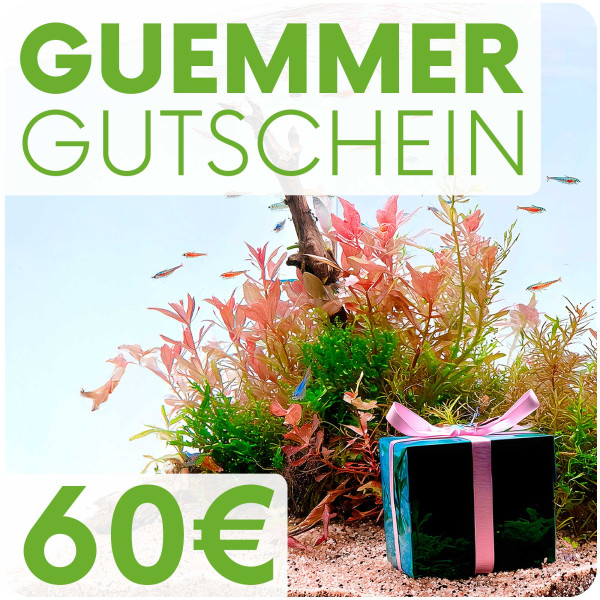 Garnelen-Guemmer Gutschein 60 Euro