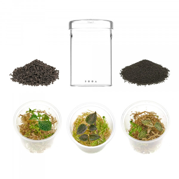 DOOA Glass Pot Maru 95/130 Set Flaschengarten Wabi-Kusa mit Macodes Petola Juwelorchidee Inhalt einzeln