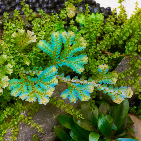 Selaginella uncinata | Blauschimmernder Bodenfarn - in vitro Terrariumpflanze