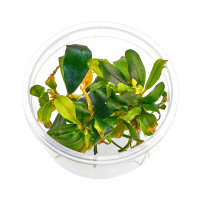 Bucephalandra lamandau "Mini Red" - Baby Plant Mini-Ableger Bucephalandra lamandau "Mini Red" - Baby Plant Mini-Ableger