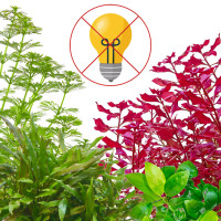 Aquarium Pflanzen für wenig Licht - In Vitro XL Aquarium Pflanzen für wenig Licht - In Vitro XL