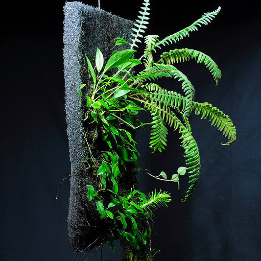 Terrarium & Wabi-Kusa Pad | Epiweb Pad für Moose und Aufsitzer 25x12x2cm