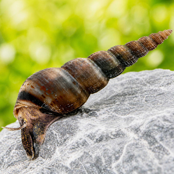 Schwarze Turmdeckelschnecke | Melanoides maculata