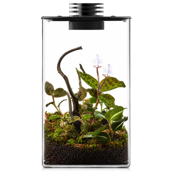 Bioloark Juwelorchideen Flaschengarten Terrarium Set