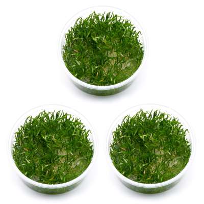 Aquariumpflanzen ohne CO2 | Aquarium Pflanzen Sets | Pflanzen |  Garnelen-Guemmer