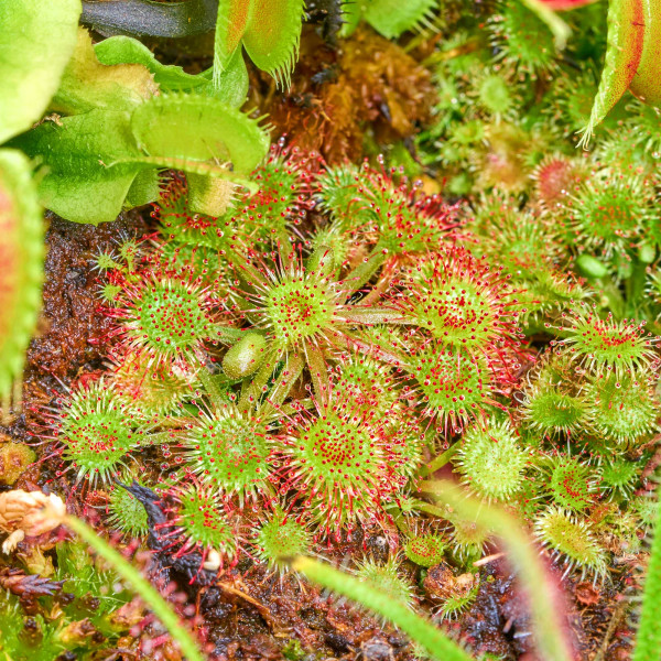 Fleischfressende Pflanzen Terrarium Set | 3 x Karnivoren - in vitro
