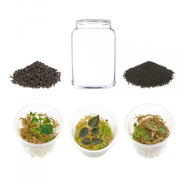 USCAPE Flaschengarten Ryoku 150 Set Flaschengarten Wabi-Kusa mit Macodes Petola Juwelorchidee Inhalt einzeln