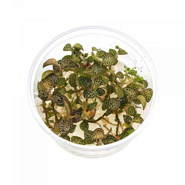 Macodes Anoectochilus roxburghii "Skeleton Hybride" | Skelett Juwelorchidee - in vitro