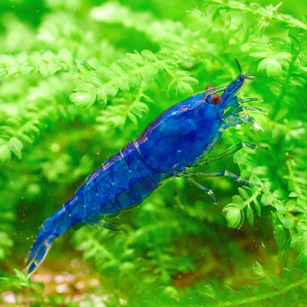 BESTSELLER Neocaridina Garnelen Paket | 8 x Shrimp Lollies geschenkt