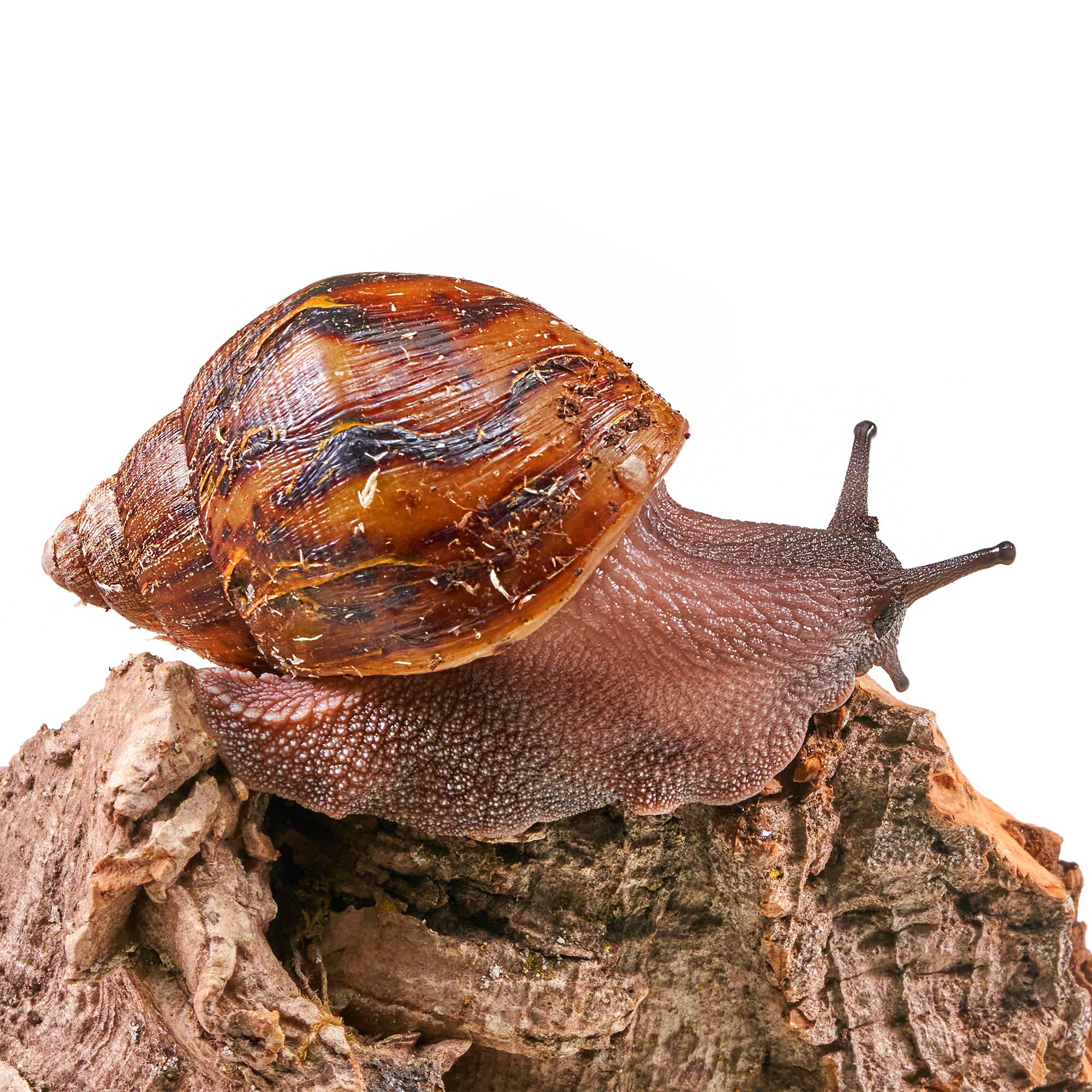 Schnecken für dein Terrarium kaufen ᐅ Landschnecken & Achatschnecken